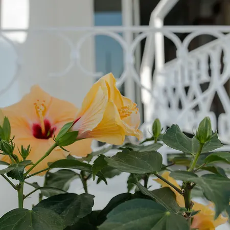 Continental Hotel Senigallia