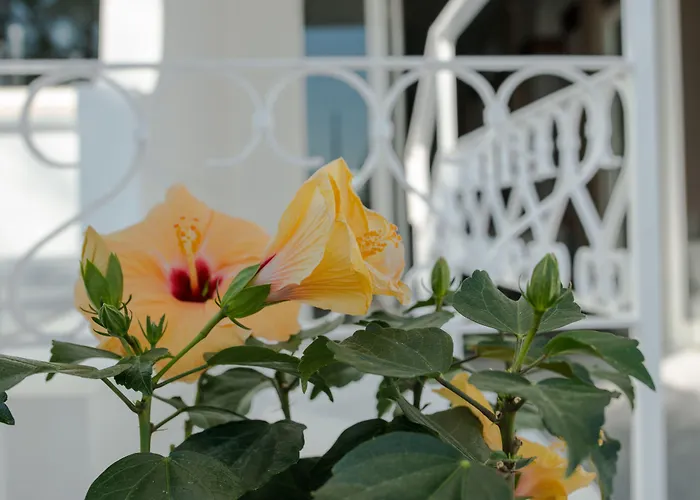 Continental Otel Senigallia